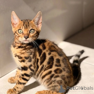 Foto №1. bengal katzenrasse - zum Verkauf in der Stadt GeraTrett | verhandelt | Ankündigung № 169871