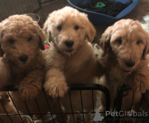 Foto №3. F1B Mini Goldendoodles. Frankreich