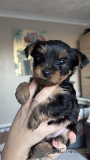 Foto №2 zu Ankündigung № 135205 zu verkaufen yorkshire terrier - einkaufen Italien züchter