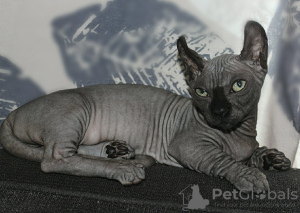 Foto №4. Ich werde verkaufen dwelf in der Stadt Paris. vom kindergarten - preis - 1350€