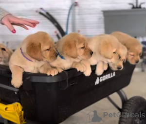 Foto №1. labrador retriever - zum Verkauf in der Stadt Kork | 700€ | Ankündigung № 163111