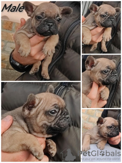 Zusätzliche Fotos: Französische Bulldogge Standard und exotisch