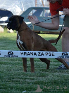 Foto №3. Deutscher Boxer, junger Hund. Serbien