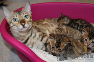 Foto №3. Ausgebildete Bengalkatzen-Kätzchen stehen jetzt zum Verkauf. USA