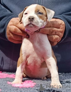 Zusätzliche Fotos: DE PURA SANGRE