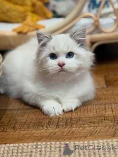Foto №1. ragdoll-katze - zum Verkauf in der Stadt Cermatt | 850€ | Ankündigung № 157682