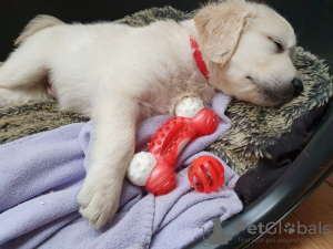 Foto №3. Gesunde, zu Hause ausgebildete Golden Retriever-Welpen. Deutschland