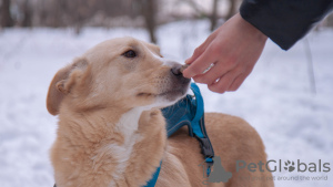 Zusätzliche Fotos: Der Hund ist in guten Händen