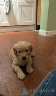 Foto №1. golden retriever - zum Verkauf in der Stadt Corby | verhandelt | Ankündigung № 176157