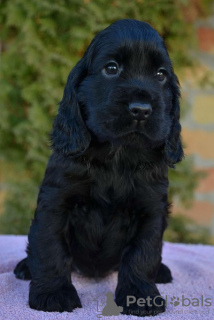 Foto №4. Ich werde verkaufen english cocker spaniel in der Stadt Ada.  - preis - 400€