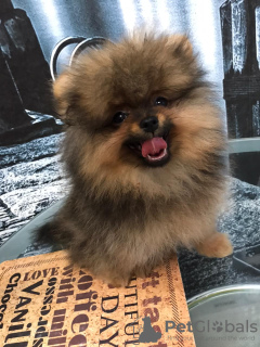 Foto №2 zu Ankündigung № 8973 zu verkaufen pommersche spitz - einkaufen Russische Föderation quotient 	ankündigung