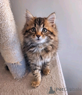 Foto №2 zu Ankündigung № 150763 zu verkaufen maine-coon-katze - einkaufen Deutschland aus dem tierheim, züchter