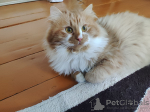 Foto №4. Ich werde verkaufen  in der Stadt Minsk.  - preis - Frei