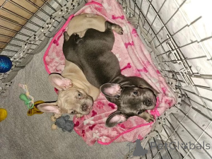 Foto №3. französische Bulldoggen Welpen. Schweiz