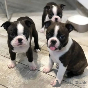 Foto №4. Ich werde verkaufen französische bulldogge in der Stadt Дрезден. quotient 	ankündigung - preis - 700€