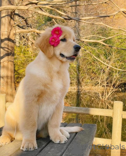 Foto №1.  - zum Verkauf in der Stadt Schlechtes Zurzach | 484€ | Ankündigung № 161161