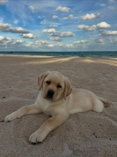 Foto №1. labrador retriever - zum Verkauf in der Stadt Alavus | 504€ | Ankündigung № 164564