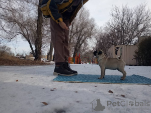 Foto №4. Ich werde verkaufen mops in der Stadt Bischkek. züchter - preis - 577€