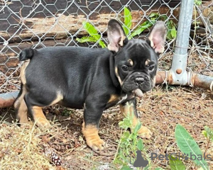 Foto №1. französische bulldogge - zum Verkauf in der Stadt Vienna | 250€ | Ankündigung № 117981