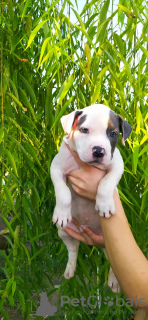 Foto №3. Premium Amstaff-Welpen von Champion. Frankreich