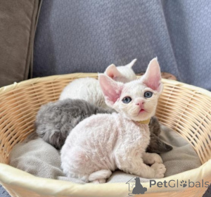 Foto №1. devon rex - zum Verkauf in der Stadt Amerfort | verhandelt | Ankündigung № 172254