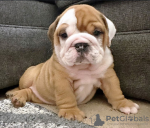 Foto №2 zu Ankündigung № 121602 zu verkaufen englische bulldogge - einkaufen Österreich quotient 	ankündigung