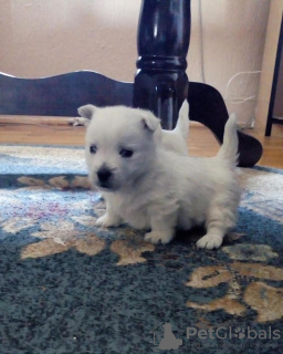 Foto №2 zu Ankündigung № 77293 zu verkaufen west highland white terrier - einkaufen Serbien 