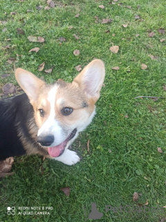 Foto №4. Ich werde verkaufen otterhund in der Stadt Belgrad.  - preis - verhandelt