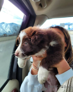 Foto №3. Wunderschöne Australian Shepherd-Welpen suchen ihr Zuhause für immer. Österreich
