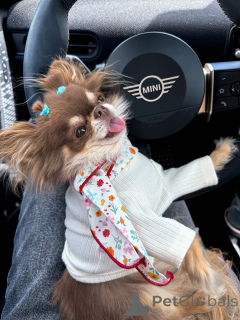 Foto №1. chihuahua - zum Verkauf in der Stadt Mojkovac | 650€ | Ankündigung № 152215