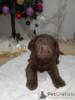 Foto №3. Chocolate Labrador retriever puppies. Serbien