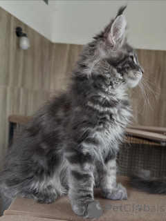 Foto №2 zu Ankündigung № 169334 zu verkaufen maine-coon-katze - einkaufen Polen züchter