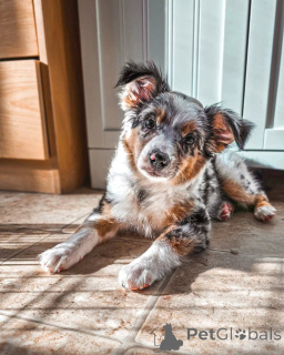 Foto №1. australian shepherd - zum Verkauf in der Stadt Helsinki | 600€ | Ankündigung № 169154