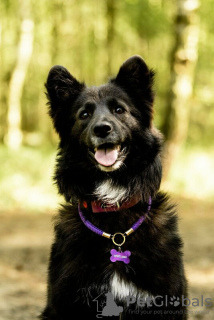 Foto №4. Ich werde verkaufen mischlingshund in der Stadt Москва. quotient 	ankündigung - preis - Frei