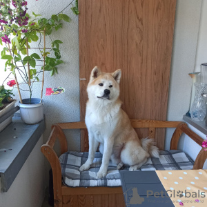 Foto №3. Paarung in Deutschland. Ankündigung № 128856