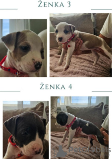 Foto №2 zu Ankündigung № 79091 zu verkaufen american pit bull terrier - einkaufen Serbien 