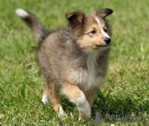 Foto №1. shetland sheepdog - zum Verkauf in der Stadt Tampere | 800€ | Ankündigung № 169379