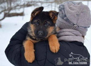 Zusätzliche Fotos: Das Reservat ist geöffnet. Deutscher schäferhund welpen. FCI.