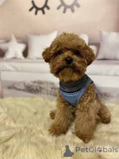 Foto №3. Maltipoo-Jungs. Deutschland