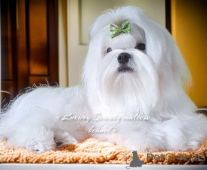 Foto №3. Neperrsheveeni tsucenya Malteser, Koreaner, FCI. Ukraine