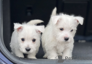 Foto №1. west highland white terrier - zum Verkauf in der Stadt Дортмунд | verhandelt | Ankündigung № 48632