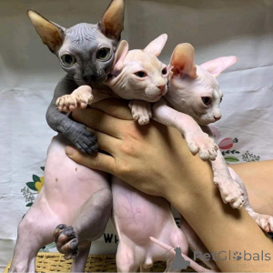 Foto №1. sphynx cat - zum Verkauf in der Stadt Alken | 350€ | Ankündigung № 147313