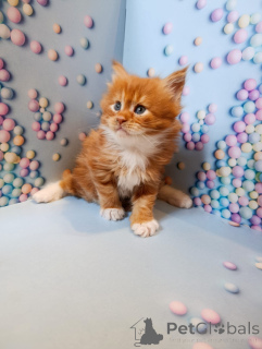 Foto №2 zu Ankündigung № 161027 zu verkaufen maine-coon-katze - einkaufen Russische Föderation quotient 	ankündigung