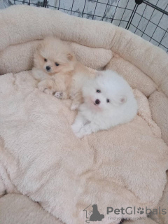 Foto №2 zu Ankündigung № 41145 zu verkaufen pommersche spitz - einkaufen Russische Föderation quotient 	ankündigung