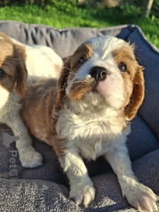 Foto №1. amerikanischer cocker spaniel, english cocker spaniel, english springer spaniel, welsh springer spaniel, irish water spaniel, perro de agua español, mastín español, cavalier king charles spaniel, cavalier king charles spaniel, clumber spaniel, russian spaniel, tibet-spaniel - zum Verkauf in der Stadt Tallinn | 1100€ | Ankündigung № 175524