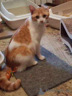 Foto №3. Der wundervolle Kater Pierre Bezukhov sucht ein gutes Zuhause!. Russische Föderation