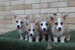 Zusätzliche Fotos: Welsh Corgi Pembroke Welpen