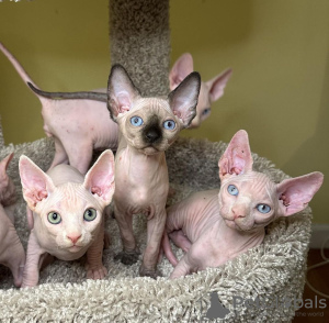 Foto №3. Stammbaum Sphynx-Männchen und Weibchen-Kätzchen. Deutschland