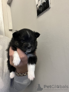 Foto №3. Teetasse Pomeranian. Frankreich