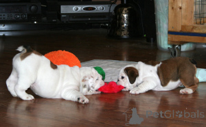Foto №3. Englische Bulldoggenwelpen. Belgien